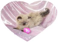 Seal Point Toy Himalayan Kitten, Doll Face himalayan, Himalayan kittens for sale, Himalayan kittens