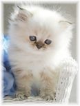 Blue Lynx Point Tea Cup Himalayan Kitten, dollface himalayans, Himalayan kittens for sale, Himalayan kittens