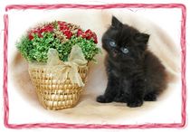 Black Tea Cup Persian Kitten, doll face persian, Persian kittens for sale, Persian kittens