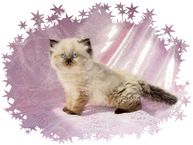 Seal Point Toy Himalayan Kitten, doll-face himalayans, himalayan kittens for sale, Himalayan kittens