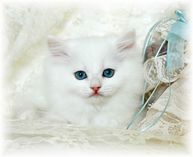 Blue eyed white kitten, ragamuffin kittens