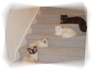 Persian kittens, Persian cats, Persian cat breeders