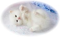blue eyed white kitten, ragamuffin kittens