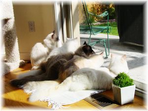 Persian cats, Himalayan cats, Persian kittens for sale, Persian cats for sale