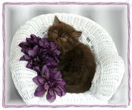 Chocolate Persian kitten