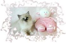 Mitted Seal Bi Color Point Rag A Per Kitten