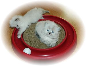 Himalayan kittens for sale, Himalayan cats for sale, Himalayan kittens