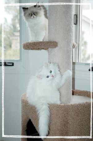 White kittens, blue eyed white kittens, Persian kittens, Persian kittens for sale, Himalyan kittens, Himalayan kitens for sale