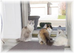Ragdoll Cats, Persian Cats, Himalayan Cats, Cat breeders