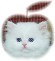 Blue Eyed White Persian Kitten