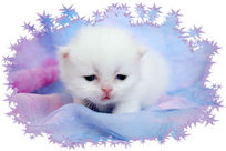 Blue Eyed White Persian Kitten, doll-face persian, Persian kittens for sale, Persian kittens