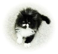 Black and White Bi Color Persian Kitten