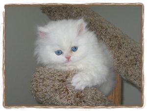 blue eyed white persians, Persian kittens, Doll face persians
