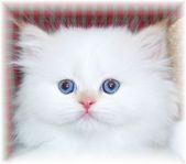 Flame Point Himalayan Kitten, doll face himalayans, Himalayan kittens for sale, Himalayan kittens