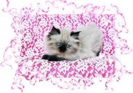 Seal Point Tea Cup Kitten, doll-face himalayans, Himalayan kittens for sale, Himalayan kittens