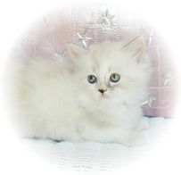Champagne and Mink Parti Color with White Rag A Per, Ragamuffin kittens
