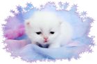 blue eyed white persian kitten, Dollfaced Persian