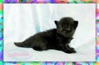 black persian kitten, Doll Face Persian