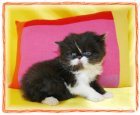 black and white bi color persian kitten Doll Face