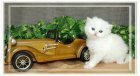 white persian kitten doll face persian