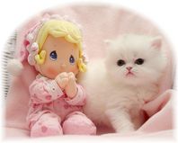 Copper Eyed White Persian, doll-face persian, Persian kittens for sale, Persian kittens