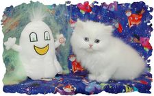 Bi-Eyed White Persian Kitten