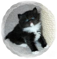 black and white bicolor ragamuffin kitten