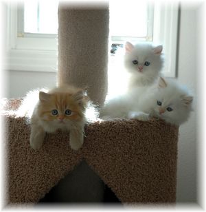 kittens for sale, Persian kittens for sale, Persian kittens