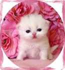 copper eyed white , doll face persian kitten