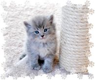 blue tabby kitten, ragamuffin kittens