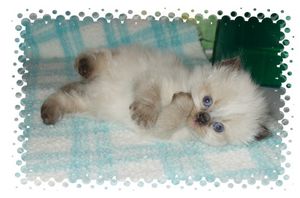 Persian kittens for sale, Persian kittens, Himalayan cats, Doll Face Persians