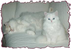 Persian kittens, Ragamuffin kittens, Persian kittens for sale