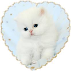 Blue Eyed White Persians, Doll Face Persian Kitten, White Persians with blue eyes, Cashmere white persian kittens