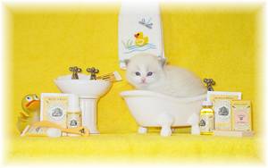 Doll Face Persians, Doll Face Himalayans, Persians kittens for sale, Himalayan kittens for sale