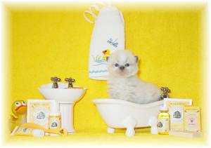Himalayan kittens for sale, Persian Kittens for sale, Persian cat breeder, Himalayan cat breeder