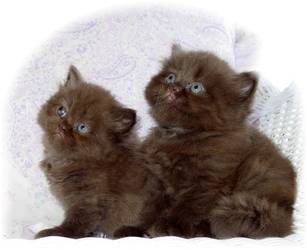 teddy bear kittens for sale