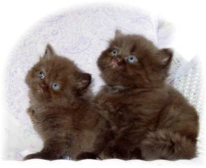 Persian kittens, Chocolate Persians, Persian kittens for sale, Teddy Bear Persians