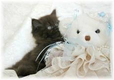 Chocolate Toy Persian Kitten, Persian kittens for sale