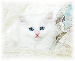 Blue Eyed White Kitten, Cashmere white kittens, white kittens with blue eyes