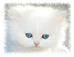 Blue Eyed White Persian Kitten, White dollface Persian, White Kitten with blue eyes, Cashmere white Persian