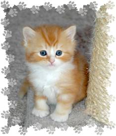 Red Tabby with White Ragaper
