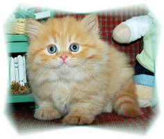 Red Tabby Dollface Persian Kittens