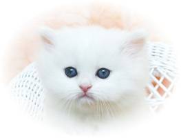 Blue Eyed White Persian Kitten, White Kittens with blue eyes, Dollface white Persian, Cashmere white persian kittens