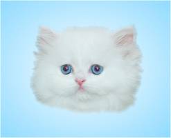 Blue Eyed White Dollface Perisan, White Persian with blue eyes, Cashmere white