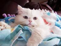 Copper Eyed White Persian, Persian kittens for sale