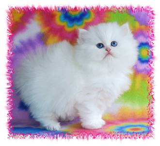 all white persian kitten