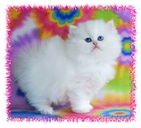 Blue Eyed White Persian, Doll Face Persian kitten, white kittens with blue eyes, Cashmere white persians