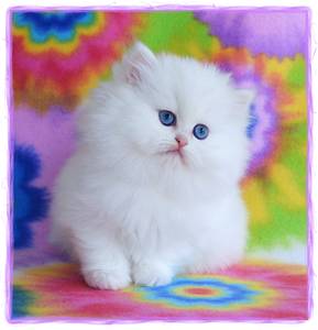 white doll face persian cat