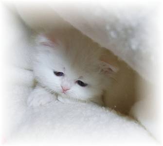 Persian kittens for sale, Persian cats for sale, Persian cat breeder, persian kittens
