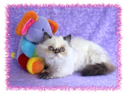 Tortie Point Himalayan